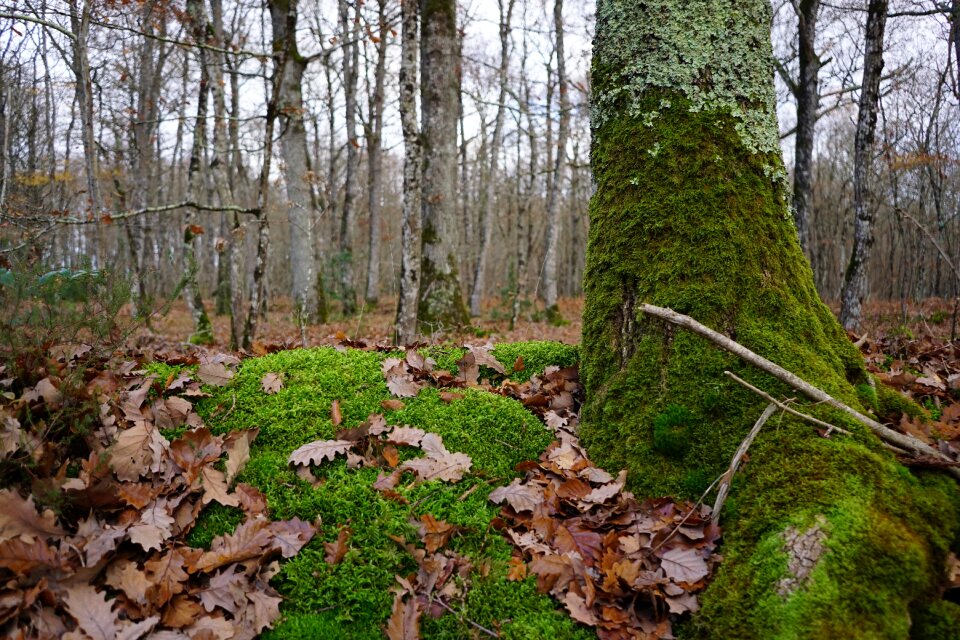 Leaf fall forest