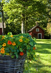 Nature plant red cottage