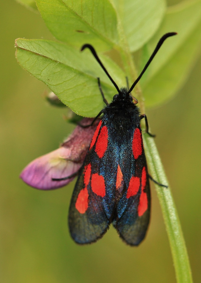 Burnet nature close up