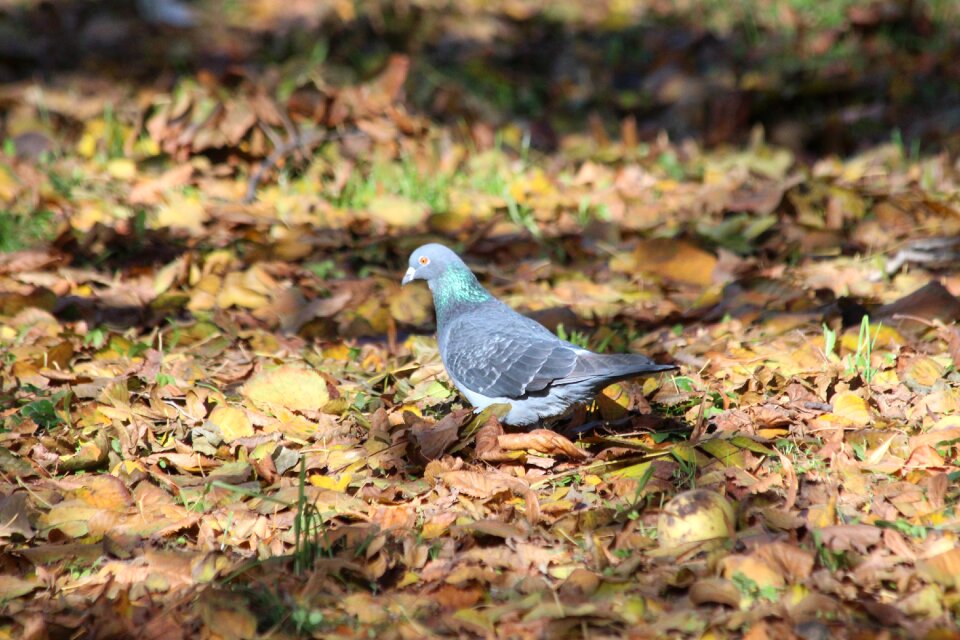 Outdoors living nature animals