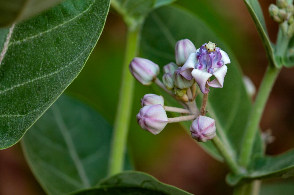 Flower garden growth