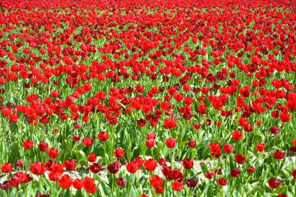 Flowers red tulip red flower