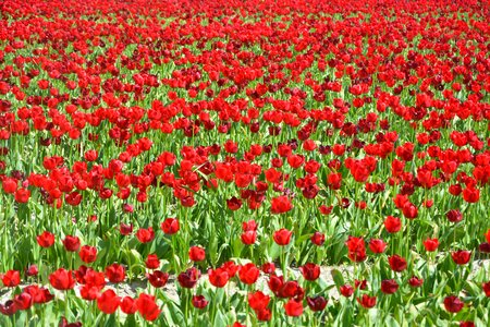 Flowers red tulip red flower