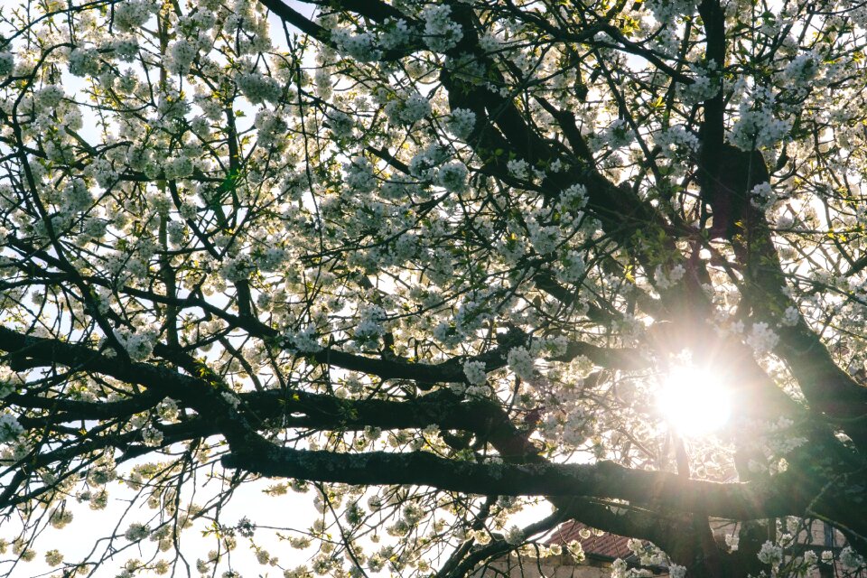Nature spring sun