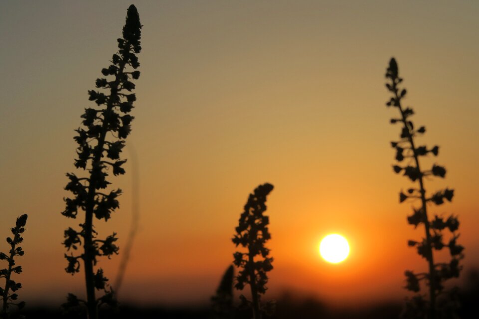 Dawn tree sky