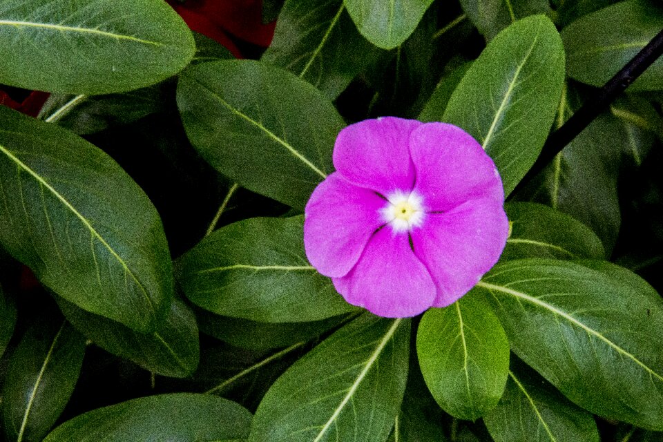 Nature flower plant