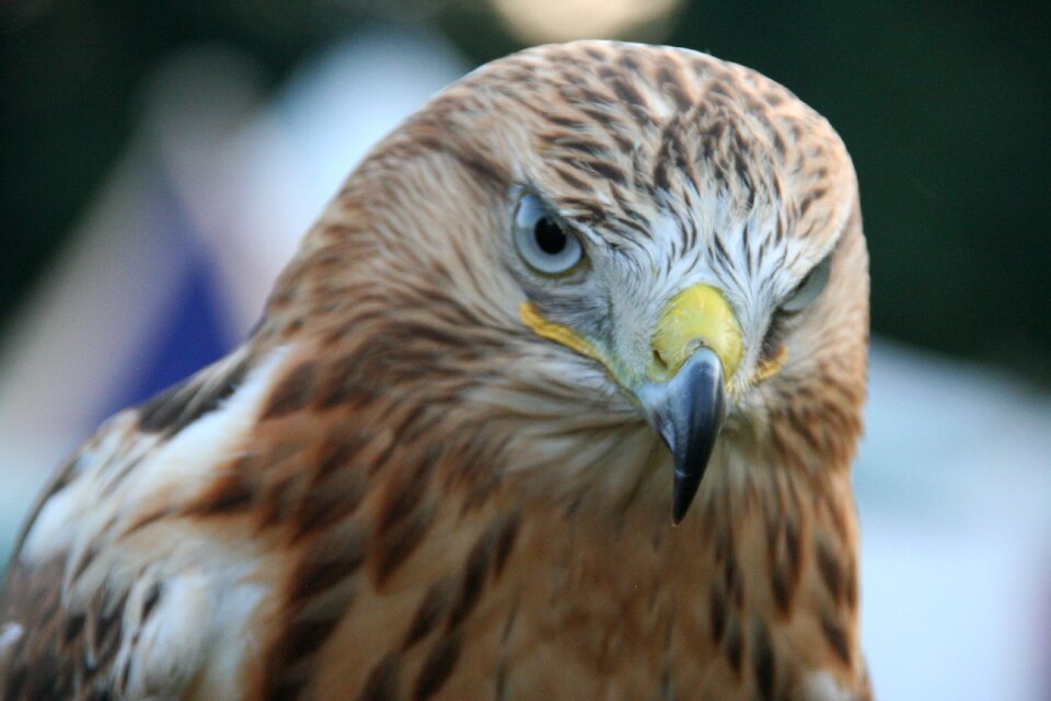 Animal world bird prey