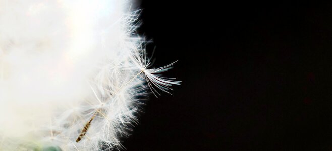 Feather background color photo