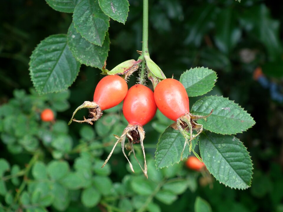 Rose hip leaf nature