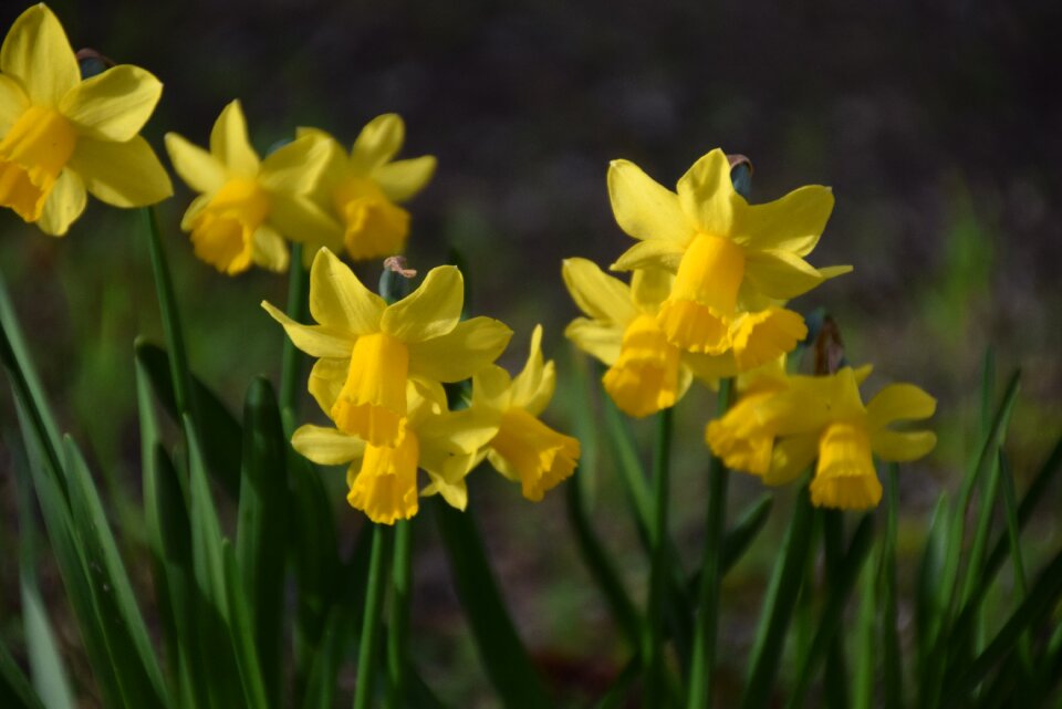 Daffodil season spring