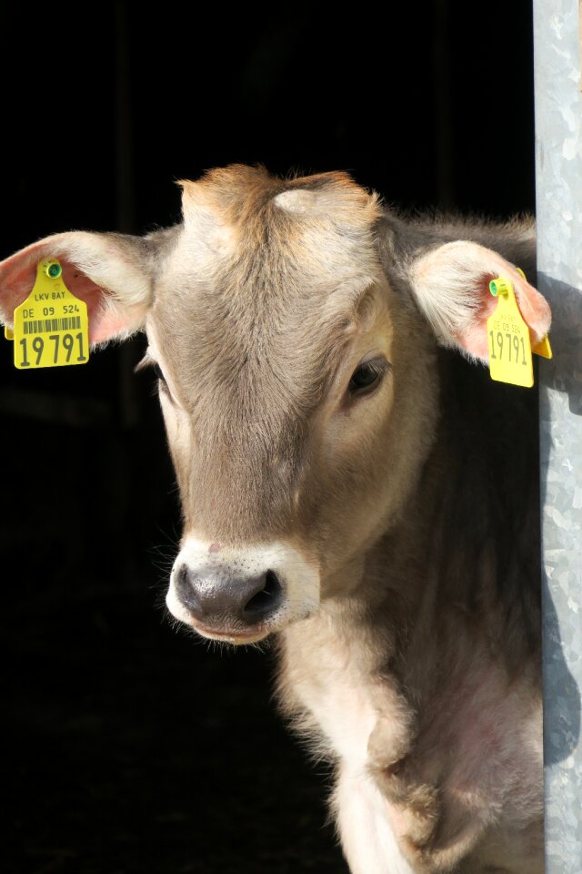 Animals cow portrait