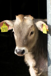 Animals cow portrait