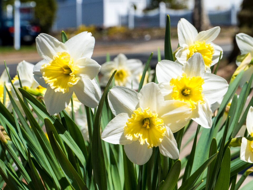 Nature narcissus flora