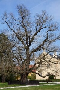 Castle the crown of the tree lednický lock