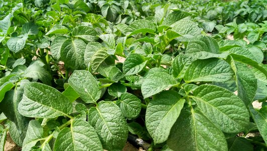 Potato plant πατατιά potato photo