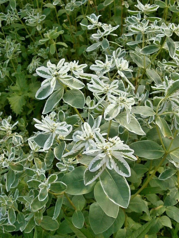 Euphorbia white flowers green flowers