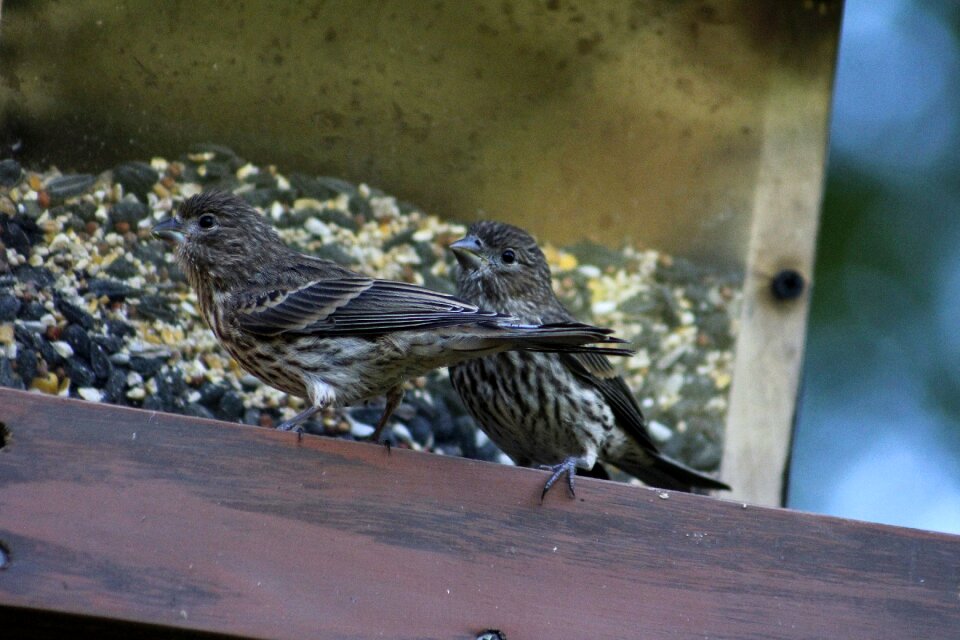 Animal feather female house finch photo