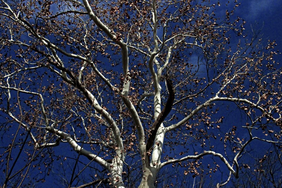 Wood branch