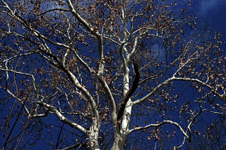 Wood branch