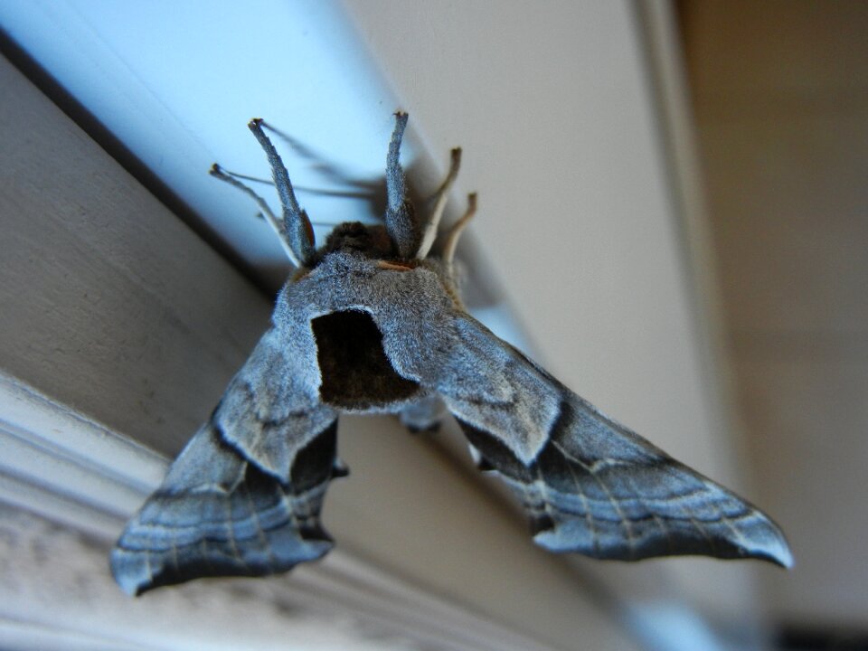 Closeup wildlife insect