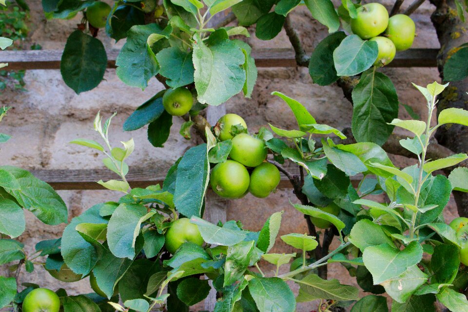 Agriculture plant nature