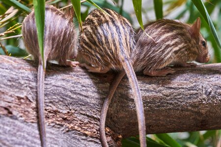 Nature animal world animal