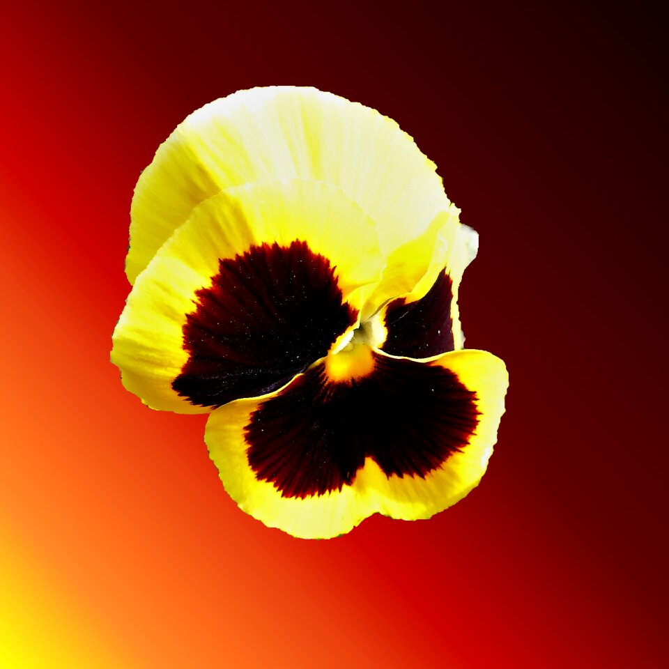 Petal no person leaf