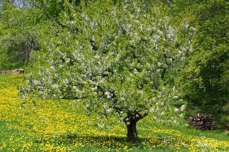 Plant season schönwetter