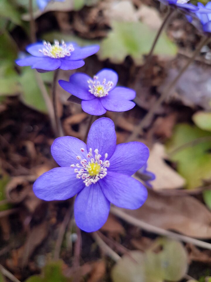 Season outdoor blue anemone