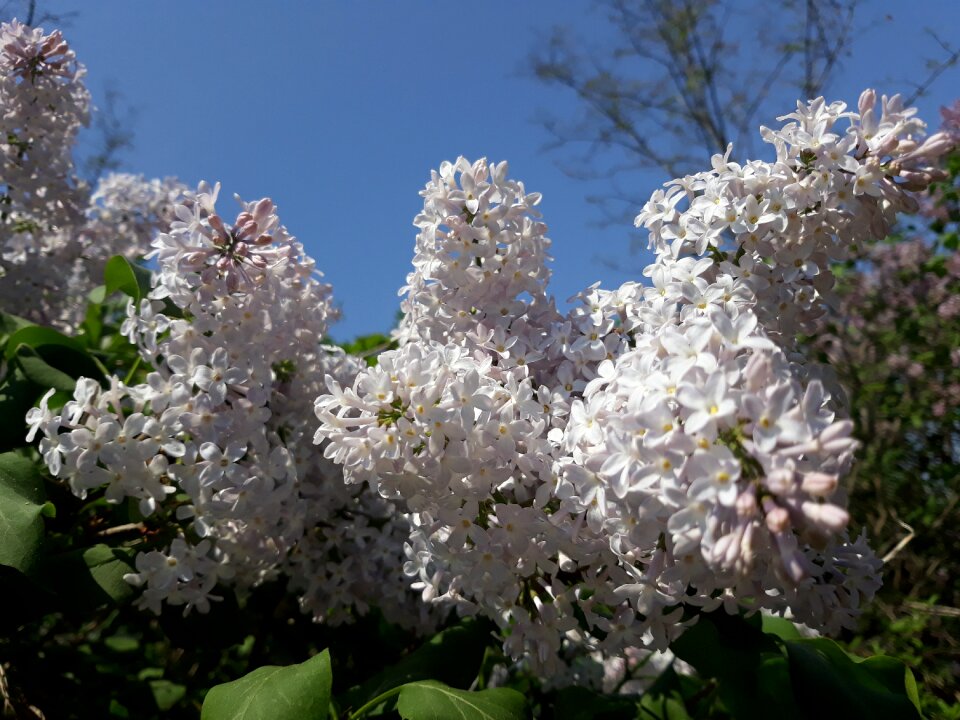 Flower tree plant