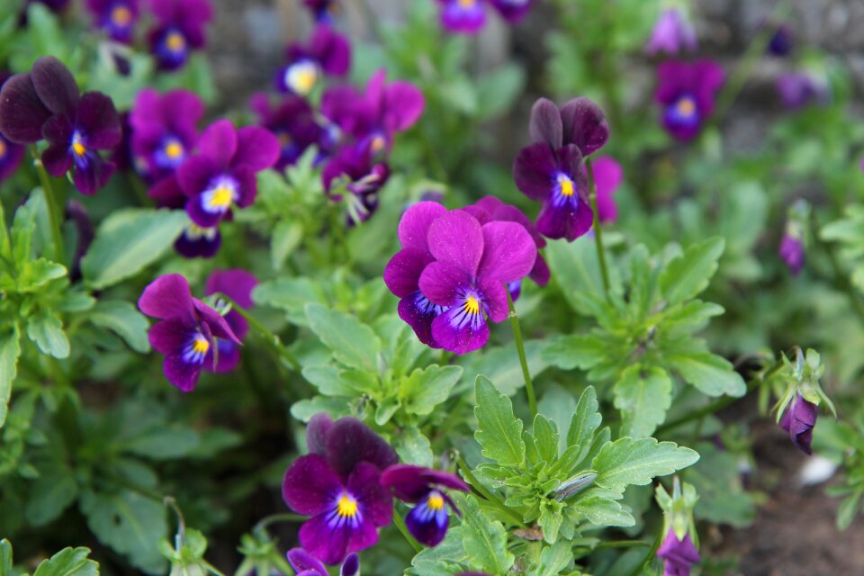 Purplish mini thoughts flowering