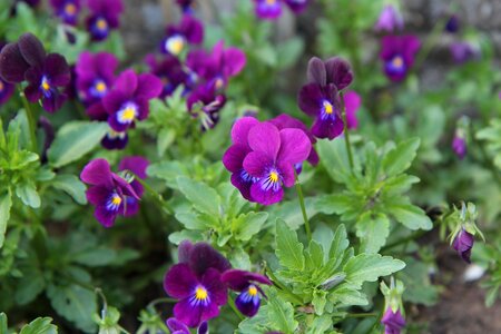 Purplish mini thoughts flowering