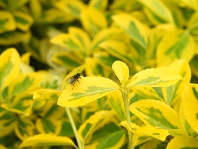 Garden flower hedge photo