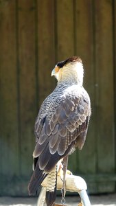 Animal wild puy du fou