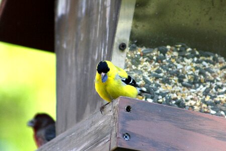 Outdoors animal male goldfinch