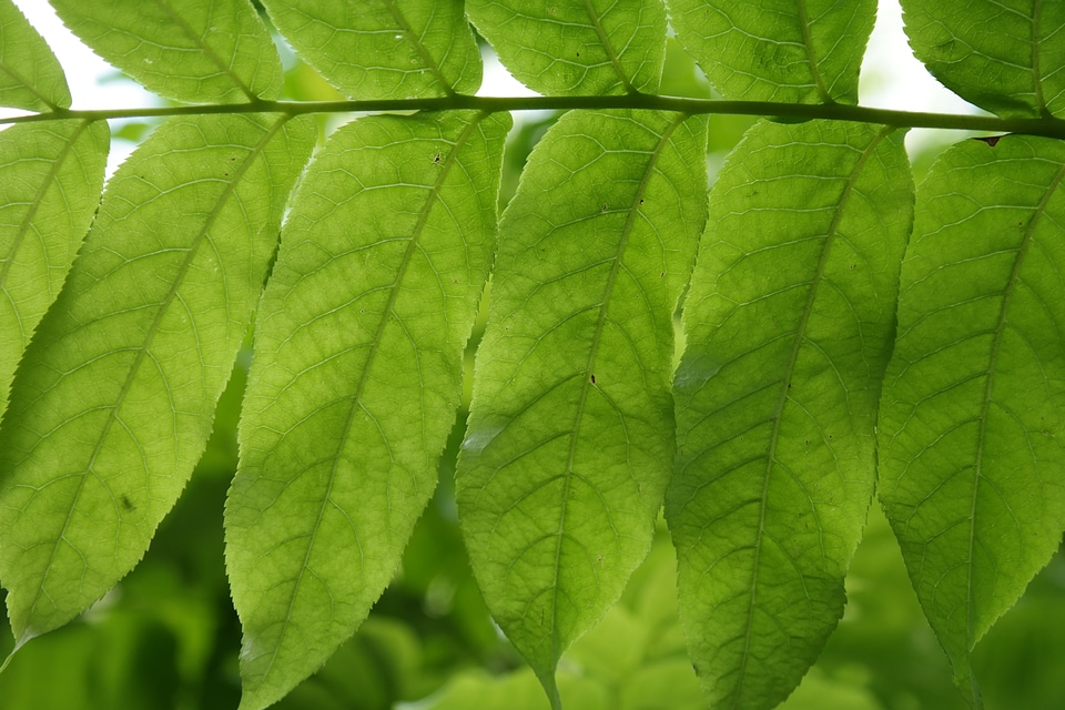 Backlighting leaf ribs pterocarya fraxinifolia