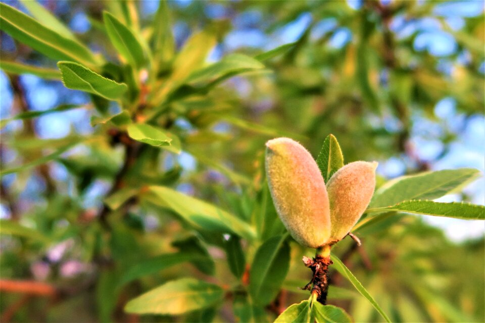 Tree plant spring