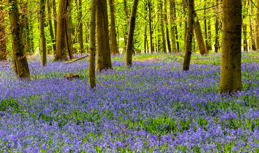 Tree forest forest path photo