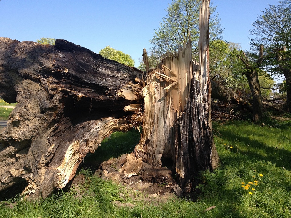 Wood forest old