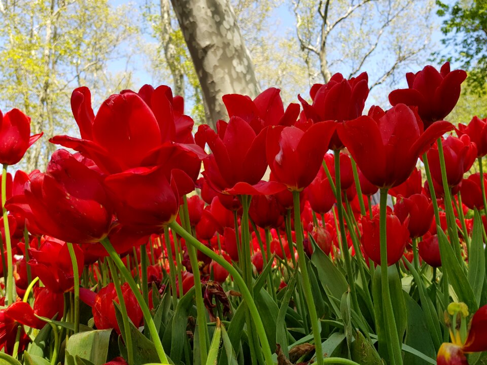 Plant nature bulb photo