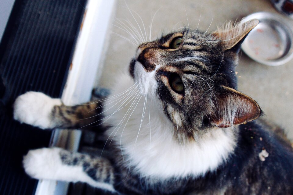 Cute portrait pet