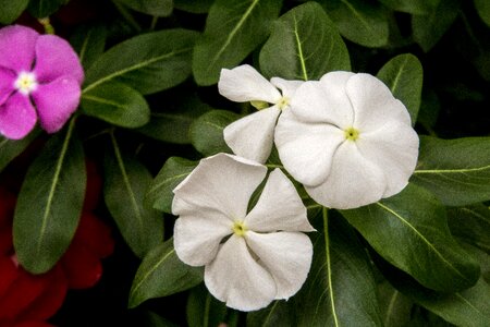 Nature flower plant