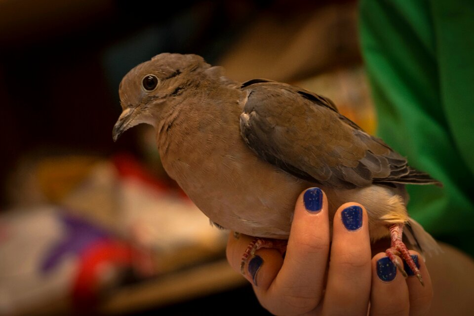 Nature one animalia