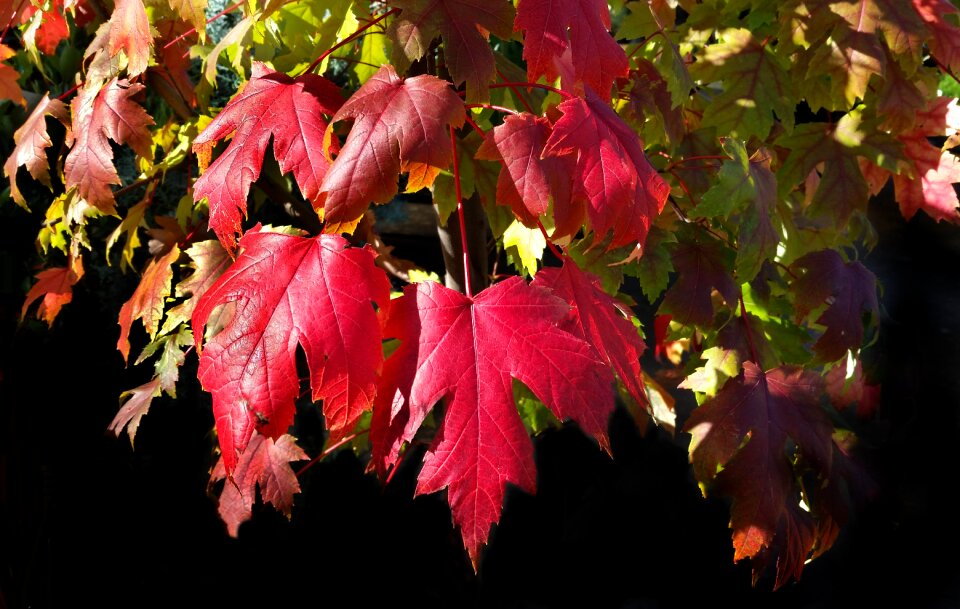 Nature tree garden