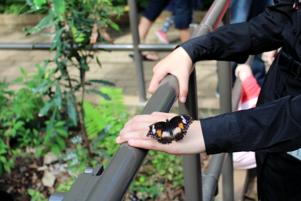 Woman butterfly wing photo