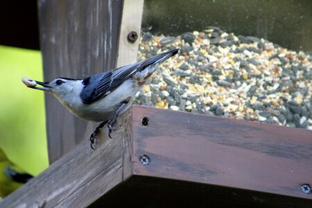 Wildlife bird feeder white breasted nuthatch bird photo