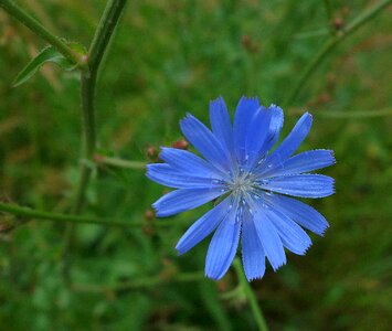 Plant summer meadow