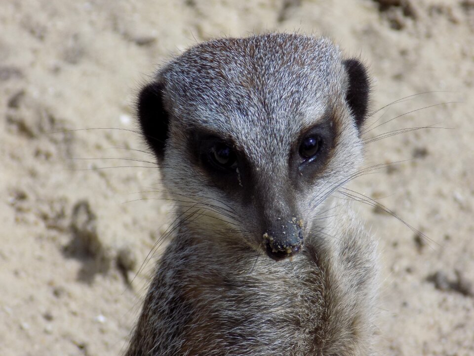 Mammal wild zoo