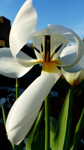 Summer leaf iris petals