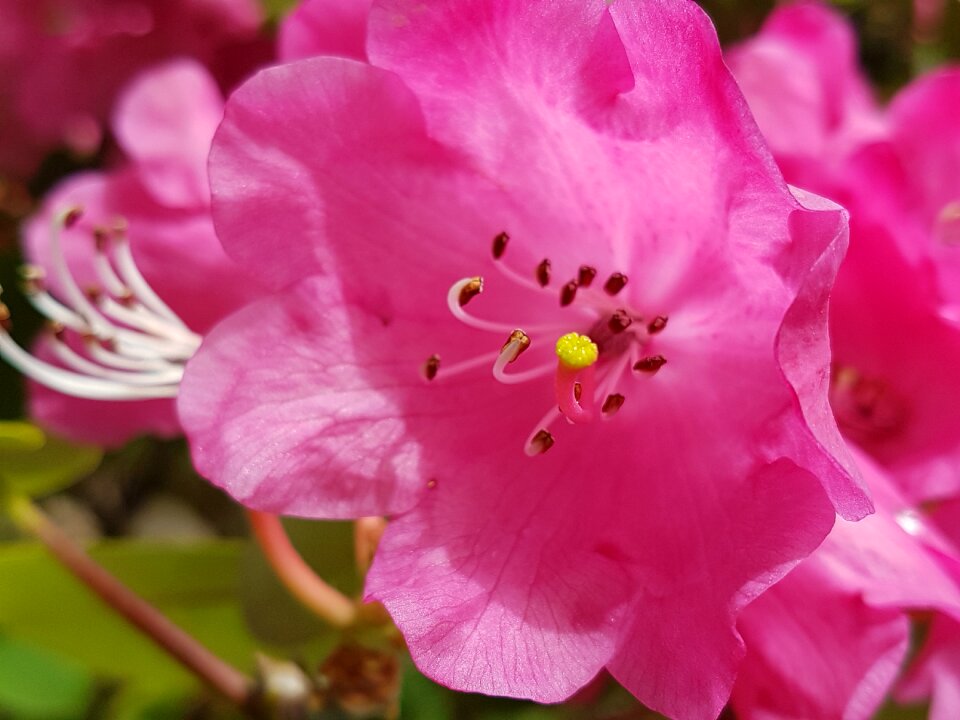 Plant no person petal
